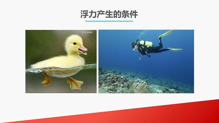 初中物理人教版八年級(jí)下冊(cè) 第1節(jié)浮力 課件第5頁(yè)