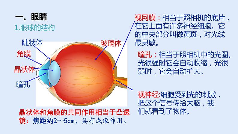 人教版八年级物理上册 5.4眼睛和眼镜 课件第3页