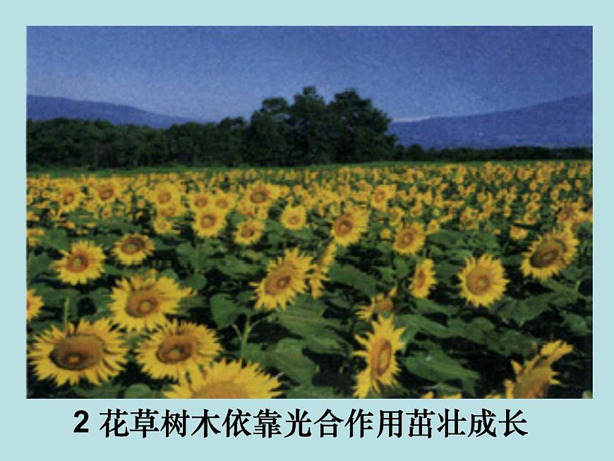 滬粵版初中物理八年級(jí)上冊(cè)3.1光世界巡行 課件第3頁(yè)