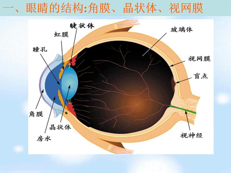 4.6 神奇的眼睛 课件 教科版八年级物理上册第2页