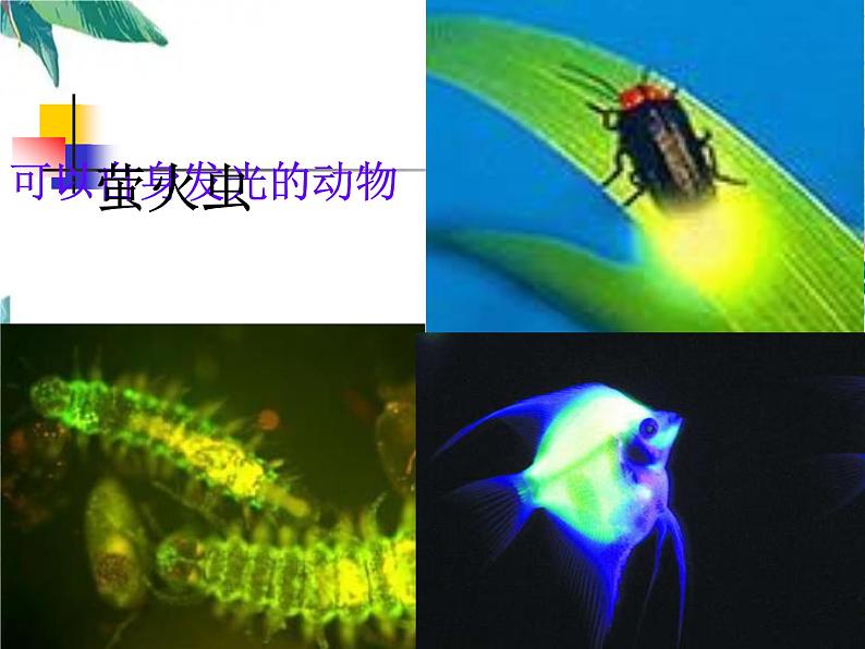 北师大版 八年级上册 光的传播 优质课件07