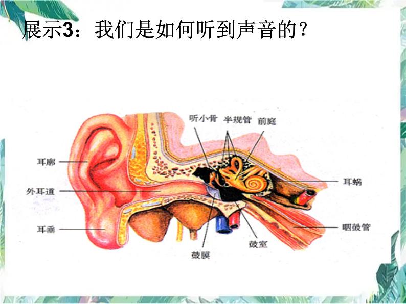 北师大版 八年级上册 声音的奥秘 优质课件第4页