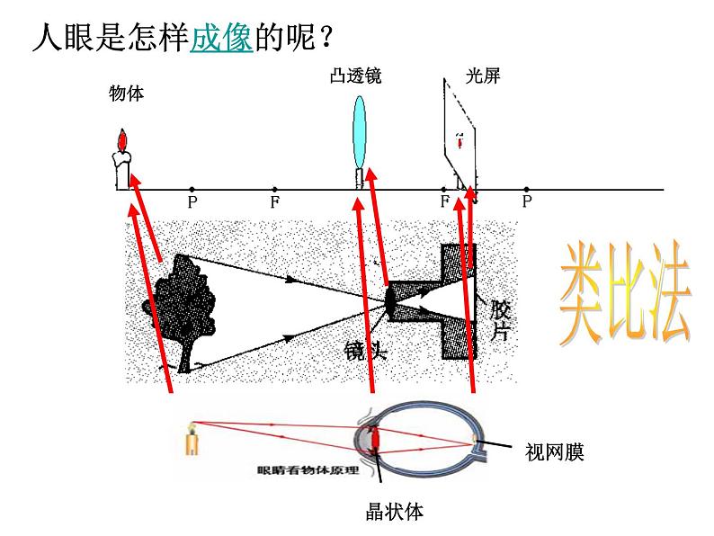 苏科版八年级上册物理 4.4 照相机与眼睛 视力的矫正 课件04