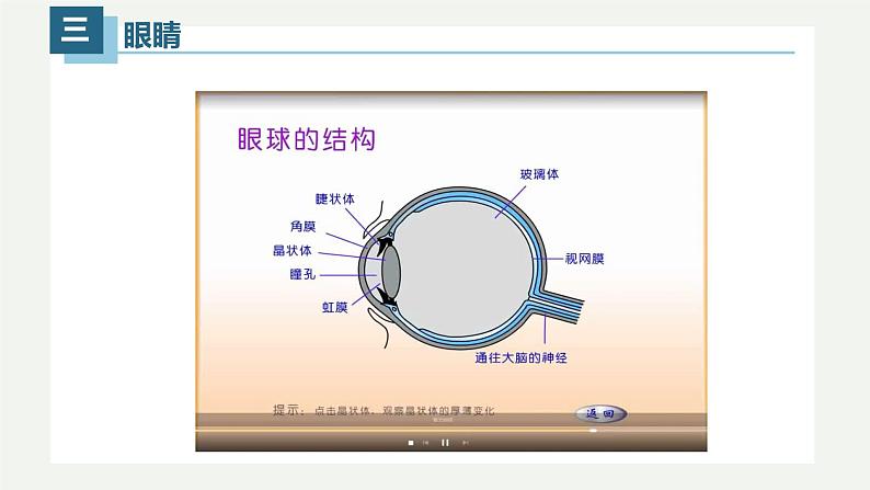 5.4眼睛和眼镜(课件)07