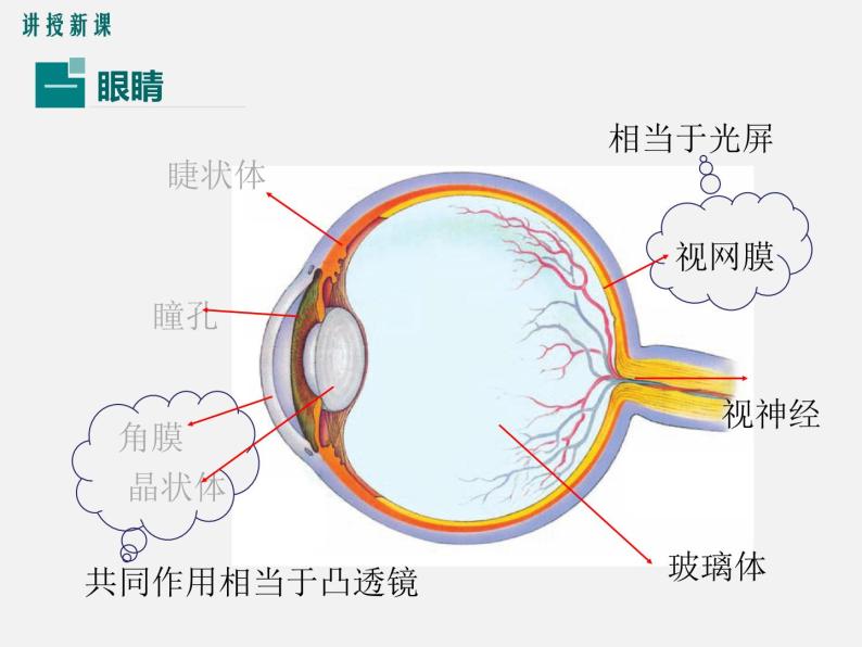 第4节  眼睛和眼镜 -2023-2024学年八年级上册物理同步备课课件（人教版）05
