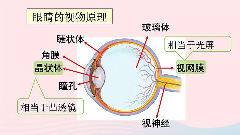 第四章多彩的光第六节神奇的眼睛第1课时眼睛和视力矫正课件(沪科版八年级上册)第3页