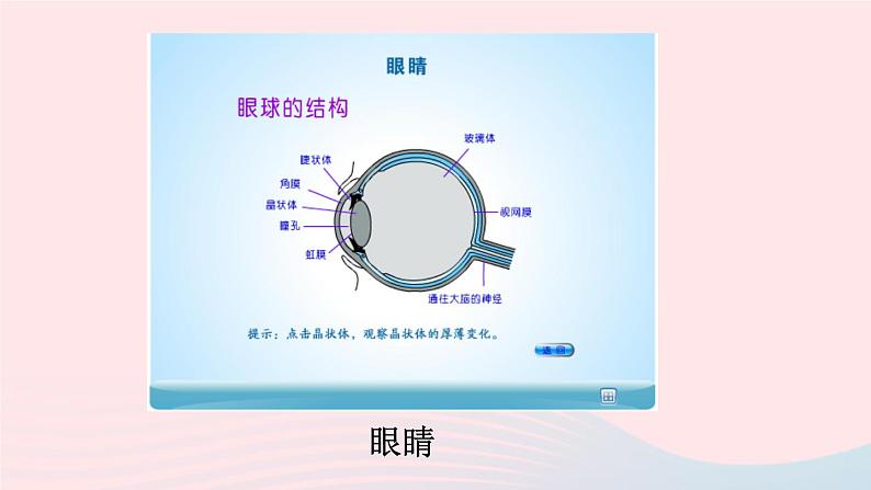第四章多彩的光第六节神奇的眼睛第1课时眼睛和视力矫正课件(沪科版八年级上册)第4页