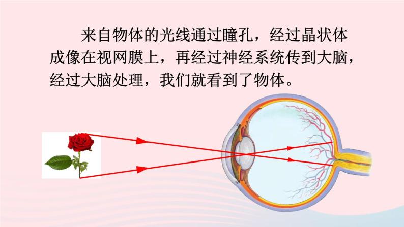 2023八年级物理上册第四章多彩的光第六节神奇的眼睛第一课时眼睛和视力矫正上课课件新版沪科版05