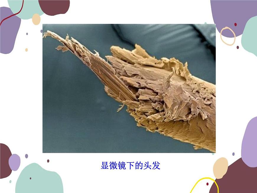人教版物理八年級(jí)上冊(cè)5.5顯微鏡和望遠(yuǎn)鏡課件第5頁
