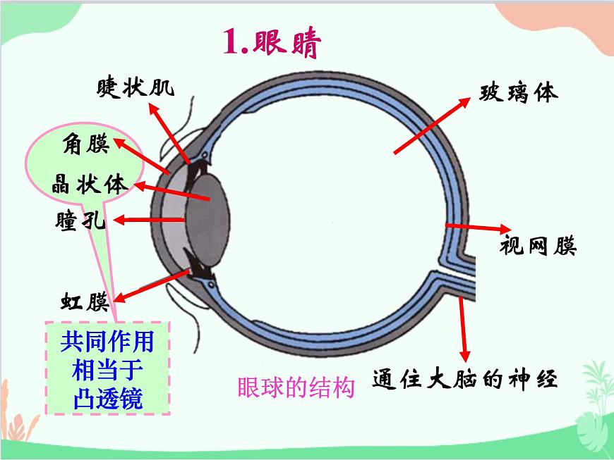 人教版物理八年級(jí)上冊(cè) 第5章第4節(jié) 眼睛和眼鏡課件第6頁(yè)
