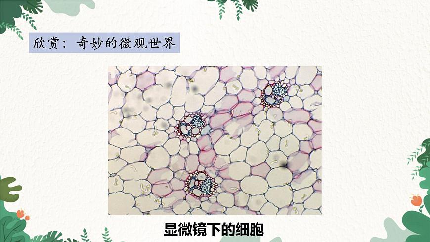 人教版物理八年級(jí)上冊(cè) 第五章第五節(jié) 顯微鏡和望遠(yuǎn)鏡課件第8頁