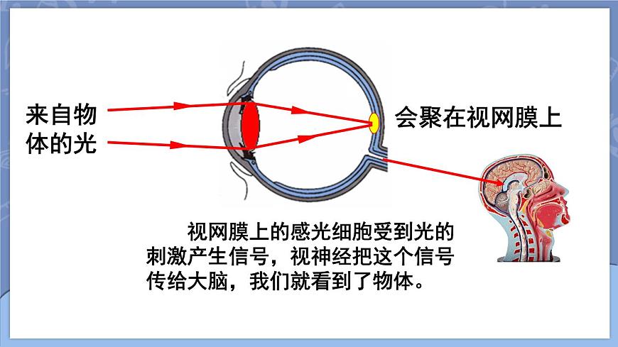 第4節(jié) 眼睛和眼鏡第8頁