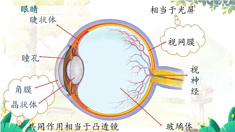 沪粤版(2024)八年级物理上册 第3章 3.7 眼睛与光学仪器 PPT课件第6页