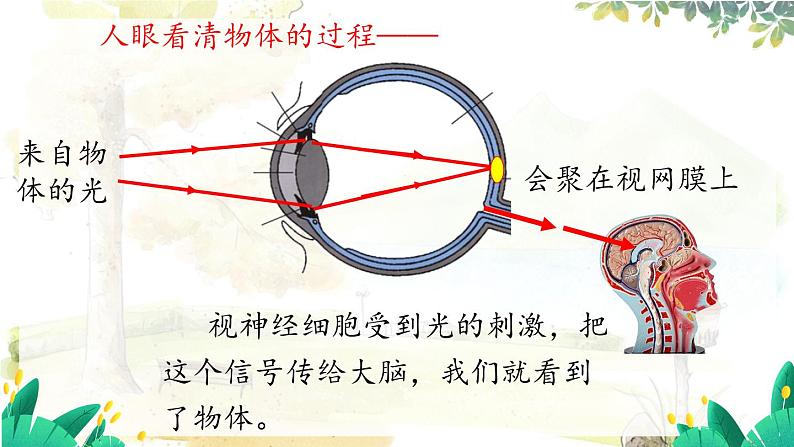 沪粤版(2024)八年级物理上册 第3章 3.7 眼睛与光学仪器 PPT课件第7页