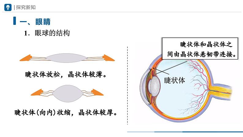 人教版八年级物理上册精品课堂5.4 眼睛和眼镜(教学课件)第6页