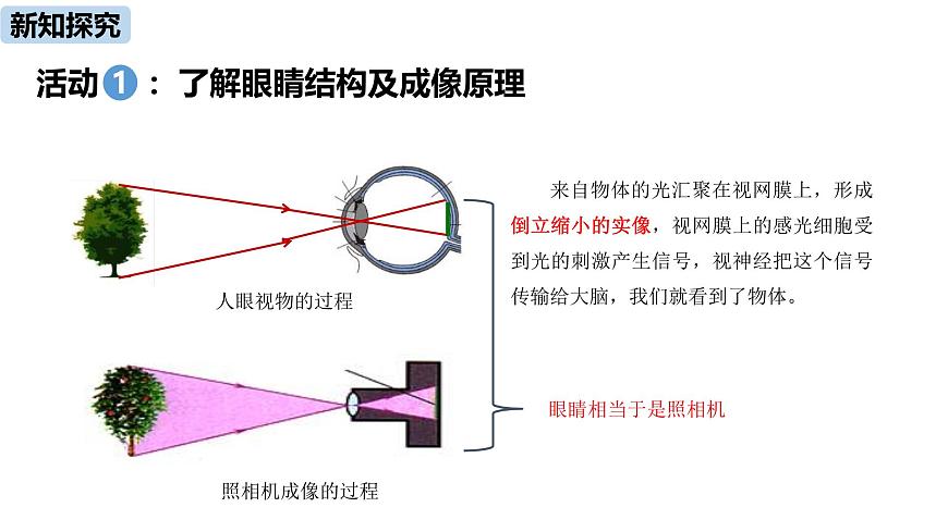 人教版（2024）八年級物理上學期5.4眼睛和眼鏡ppt課件第5頁
