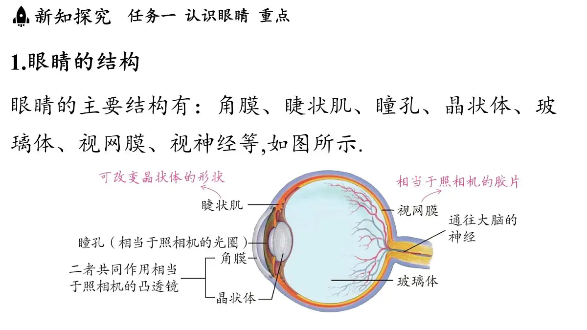 第四章 第六节 跨学科实践_眼睛-八年级上学期物理同步课件(教科版2024)第3页