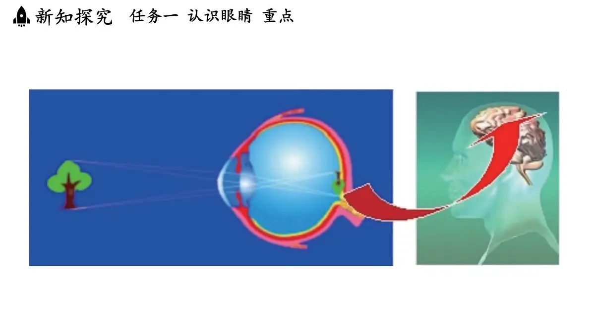 第四章 第六节 跨学科实践_眼睛-八年级上学期物理同步课件(教科版2024)第5页