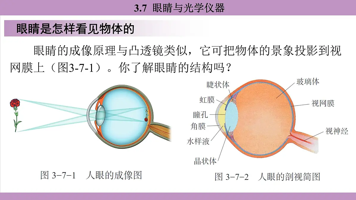 沪粤版(2024)八年级物理上册 3.7 眼睛与光学仪器(课件)第5页
