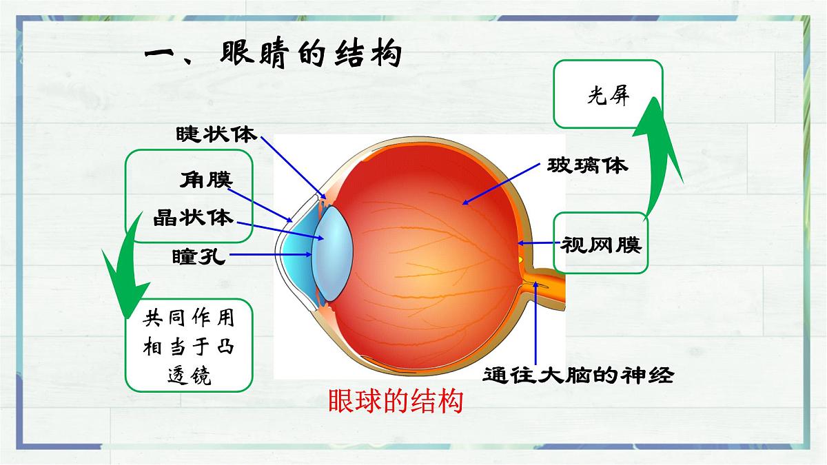 人教版物理(2024)八年级上册 5.4 眼睛和眼镜 课件 初中第4页