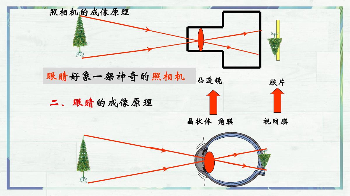 人教版物理(2024)八年级上册 5.4 眼睛和眼镜 课件 初中第5页