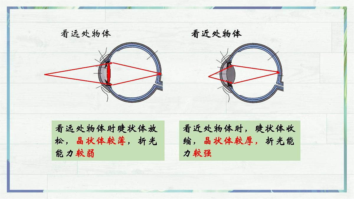 人教版物理(2024)八年级上册 5.4 眼睛和眼镜 课件 初中第7页