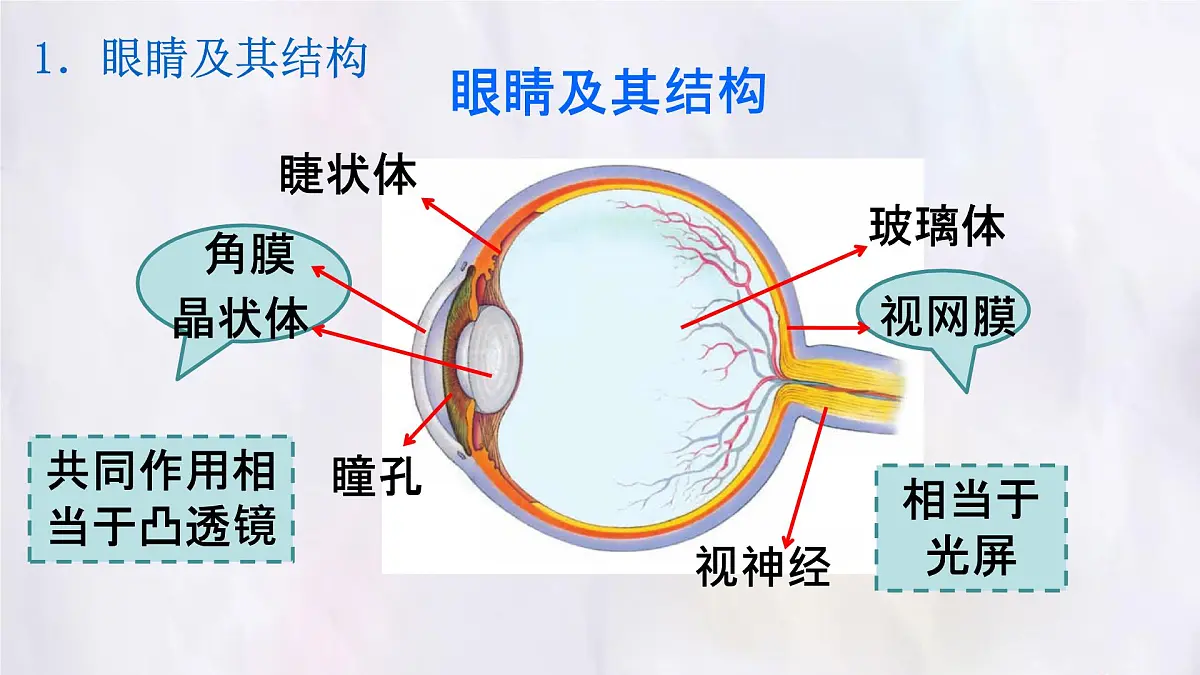 人教版物理(2024)八年级上册 5.4 眼睛和眼镜 课件第6页