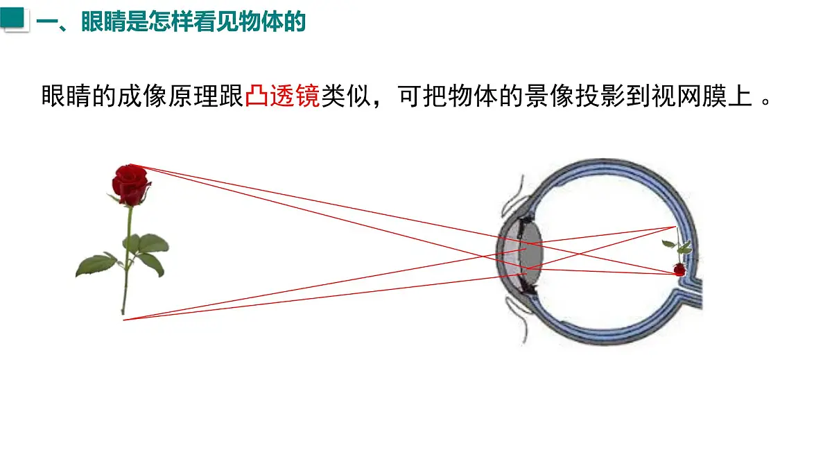 2025年秋沪粤版八年级物理上册 3.7 眼睛与光学仪器(课件)第3页