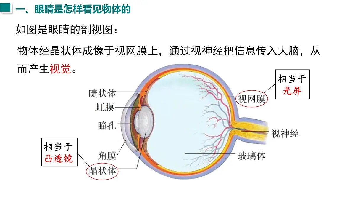 2025年秋沪粤版八年级物理上册 3.7 眼睛与光学仪器(课件)第4页