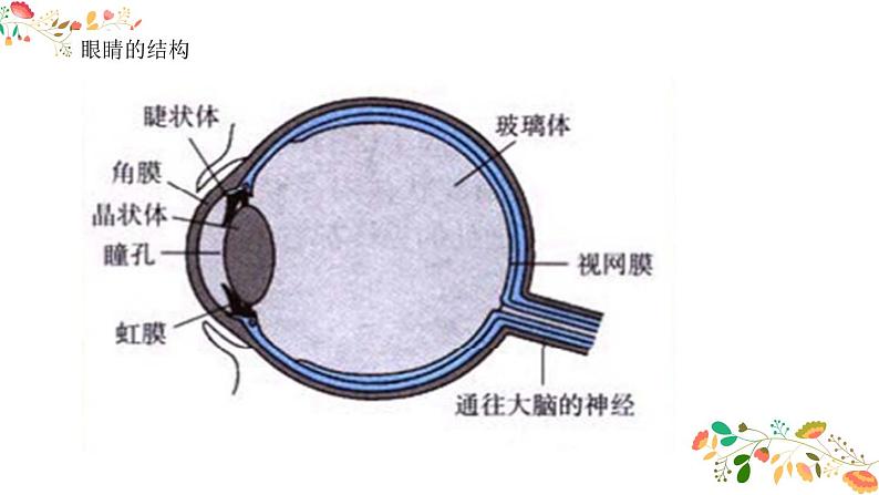 人教版八年级物理第五章《透镜的应用》21张ppt第4页