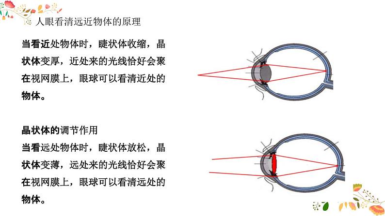 人教版八年级物理第五章《透镜的应用》21张ppt第6页