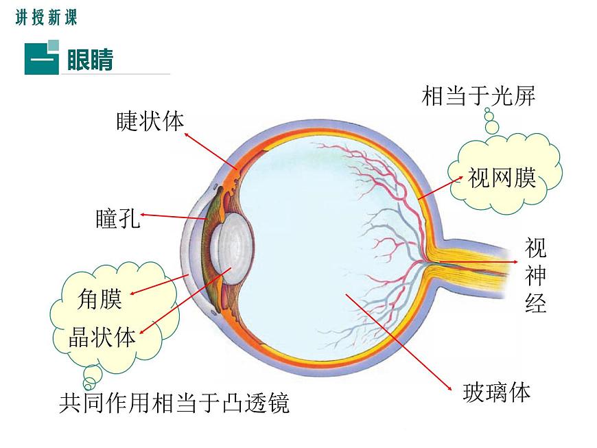3.7 眼睛與光學儀器 課件第6頁