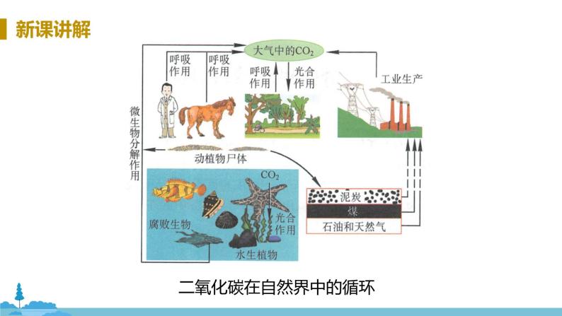 沪教版化学九年级上册 2.2《奇妙的二氧化碳》PPT课件07