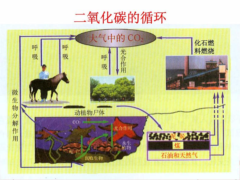 鲁教版九年级化学上册 6.3 大自然中的二氧化碳课件PPT第2页