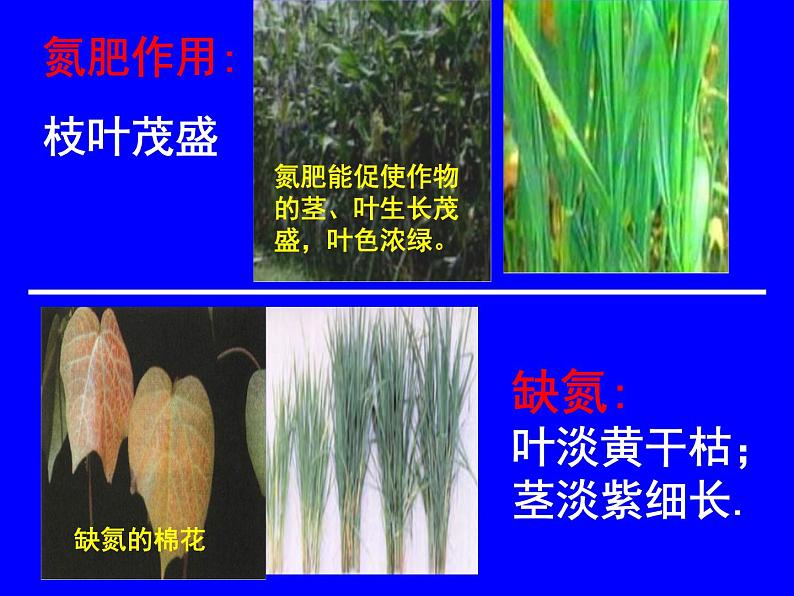 粤教初中化学九下《8.5 化学肥料》PPT课件 (5)第4页