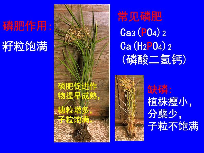 粤教初中化学九下《8.5 化学肥料》PPT课件 (5)第5页