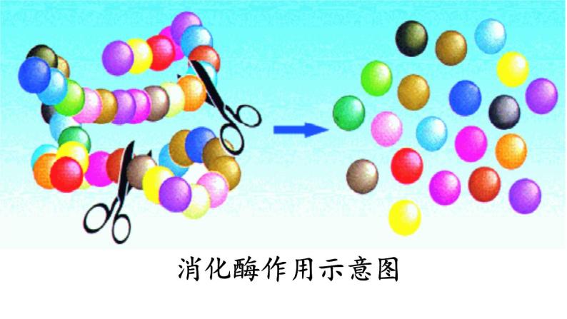 人教版（五四制）九年级全一册化学 第五单元 课题1 人类重要的营养物质(1)（课件）06