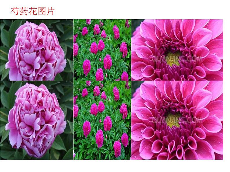 人教版(五四制)九年级全一册化学第三单元 实验活动3 酸碱的化学性质(课件)第3页