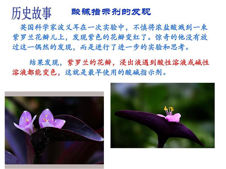 人教版(五四制)九年级全一册化学 第三单元 酸碱指示剂的秘密(课件)第5页