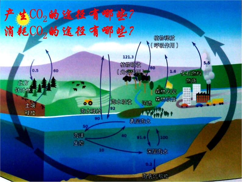 鲁教版九年级上册化学 6.3 大自然中的二氧化碳 课件第3页