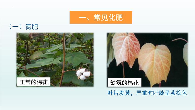 第十一单元课题2 第一课时 化肥简介课件—九年级化学人教版下册06