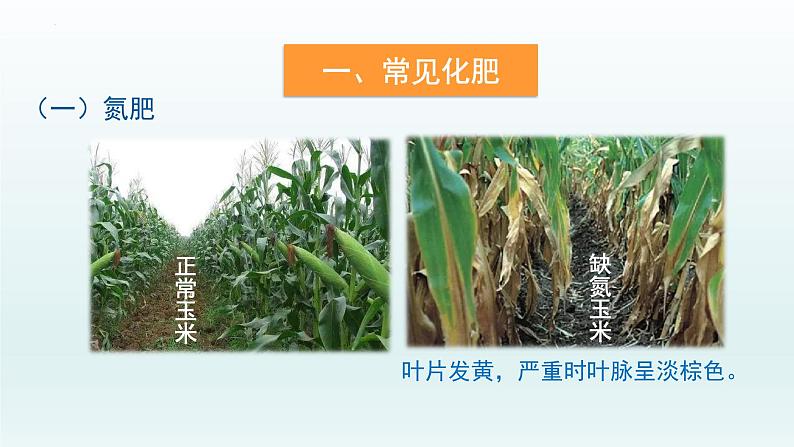 第十一单元课题2 第一课时 化肥简介课件—九年级化学人教版下册07