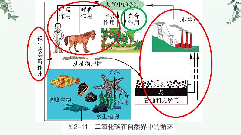 二氧化碳-中考化学一轮复习课件PPT第3页