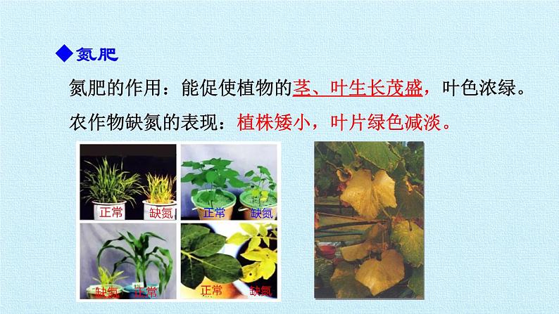 人教版化学九年级下册 第十一 单元 盐 化肥 课题2 化学肥料 课件07