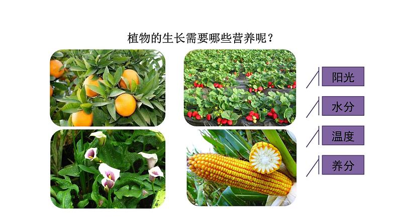 10.3 常见的盐 第3课时 化肥-课件---2024-2025学年九年级化学人教版(2024)下册05