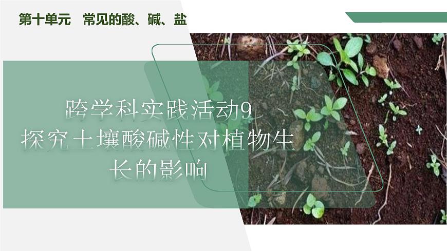 【核心素養(yǎng)】《跨學(xué)科實(shí)踐活動(dòng)9探究土壤酸堿性對(duì)植物生長(zhǎng)的影響》課件PPT第1頁