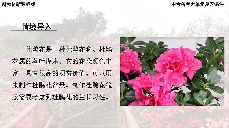 2025年中考化学一轮复习备考大单元复习 课件09: 常见的酸碱盐 课时1 常见的酸和碱 主题情境-拯救枯萎的杜鹃花第7页