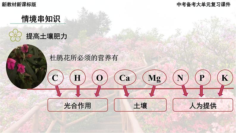 2025年中考化学一轮复习备考大单元复习 课件10: 常见的酸碱盐 课时2 常见的盐主题情境-拯救枯萎的杜鹃花第8页