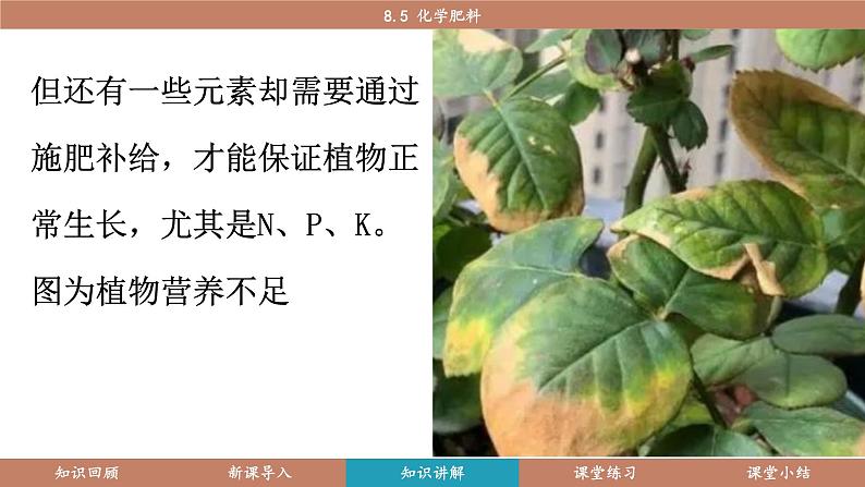科粤版(2024)九年级化学下册8.5化学肥料(课件)第4页
