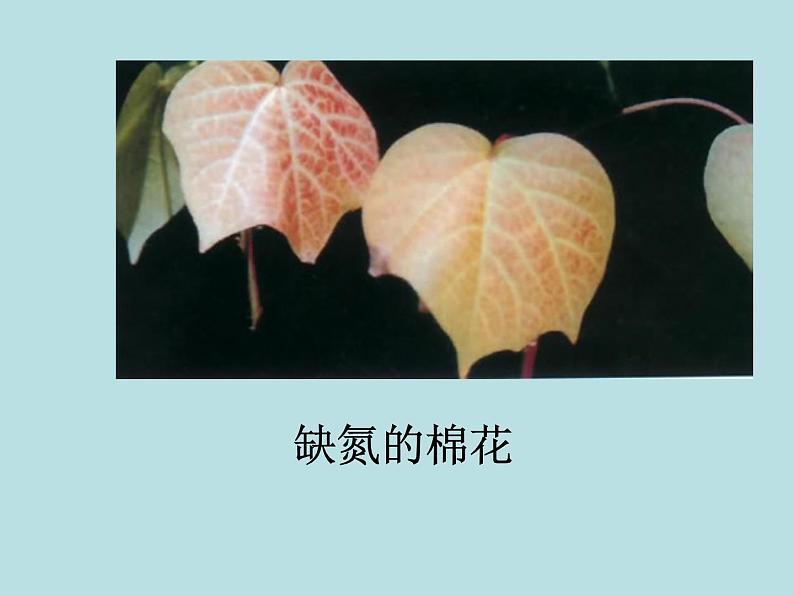 人教版初中化学九下11.2 化学肥料 课件 (3)05